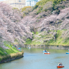 千鳥ヶ淵　桜。