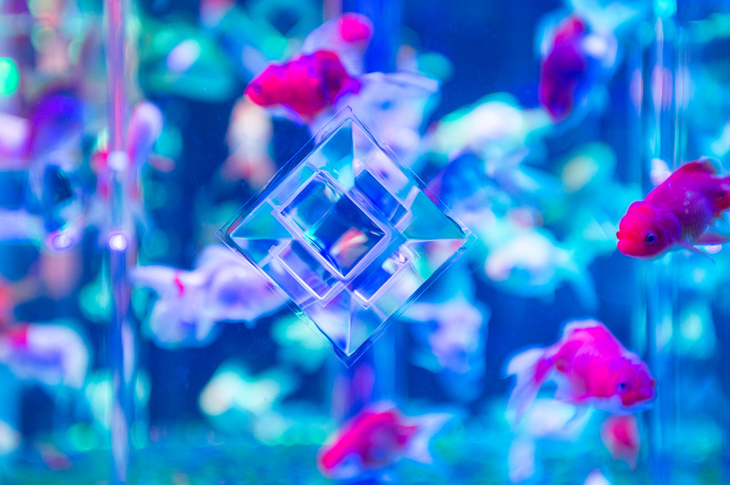 アートアクアリウム2015