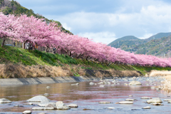 河津桜２