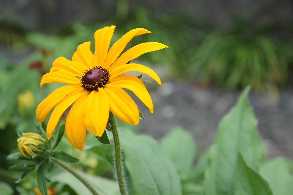 この花