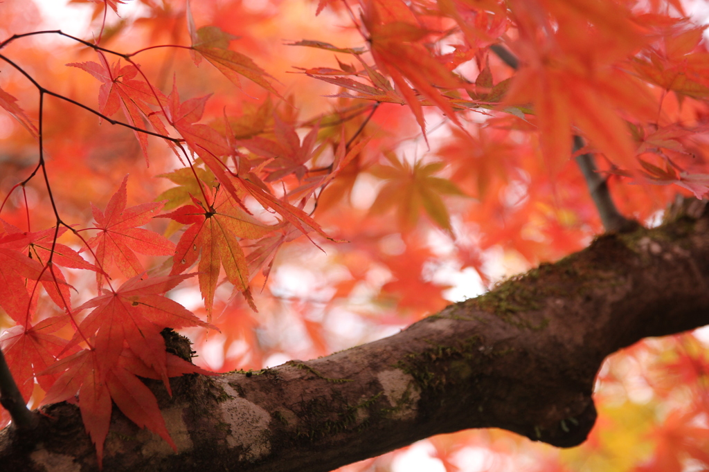 紅葉
