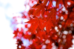 紅葉