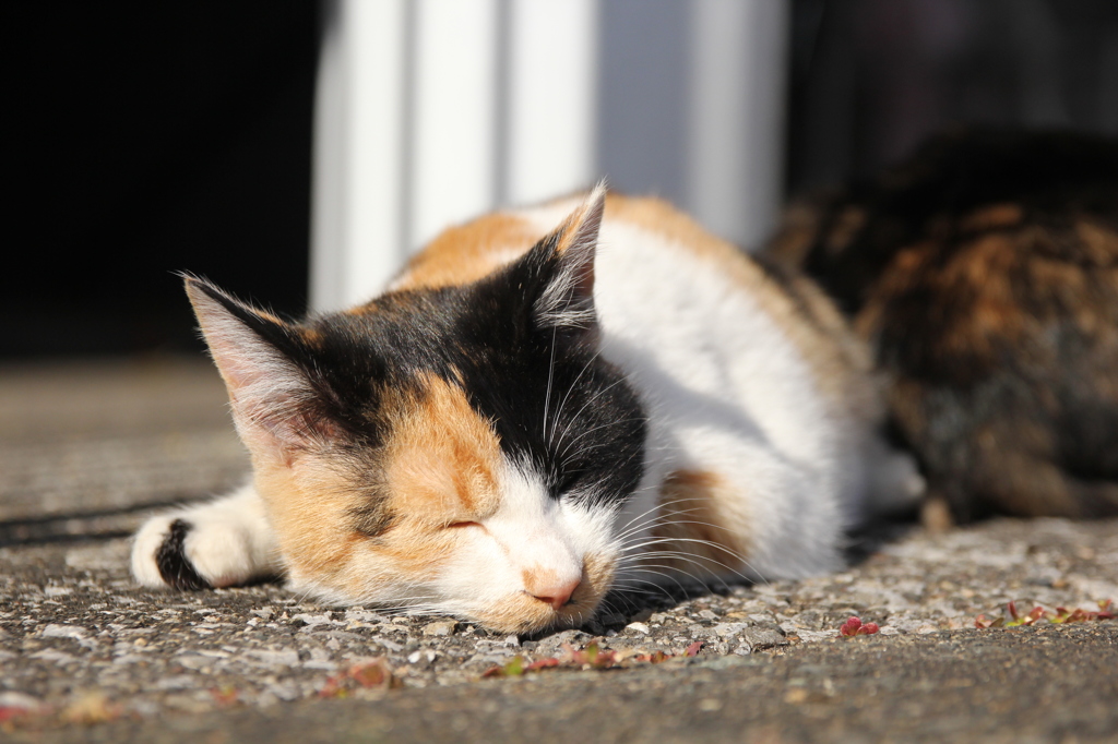 おひるねこ