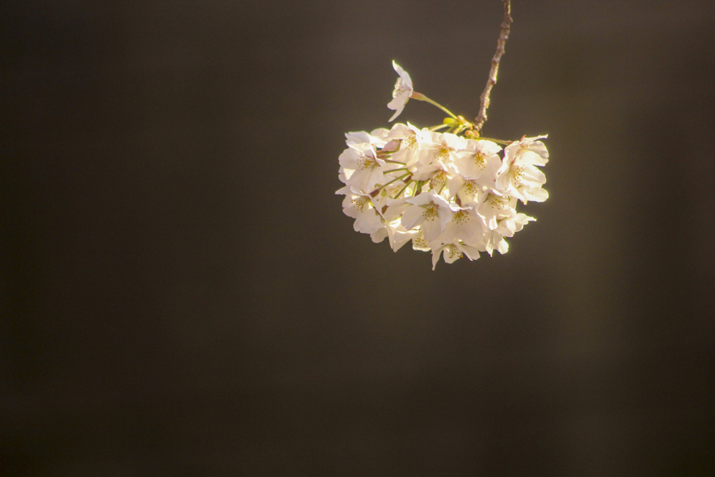 浮桜
