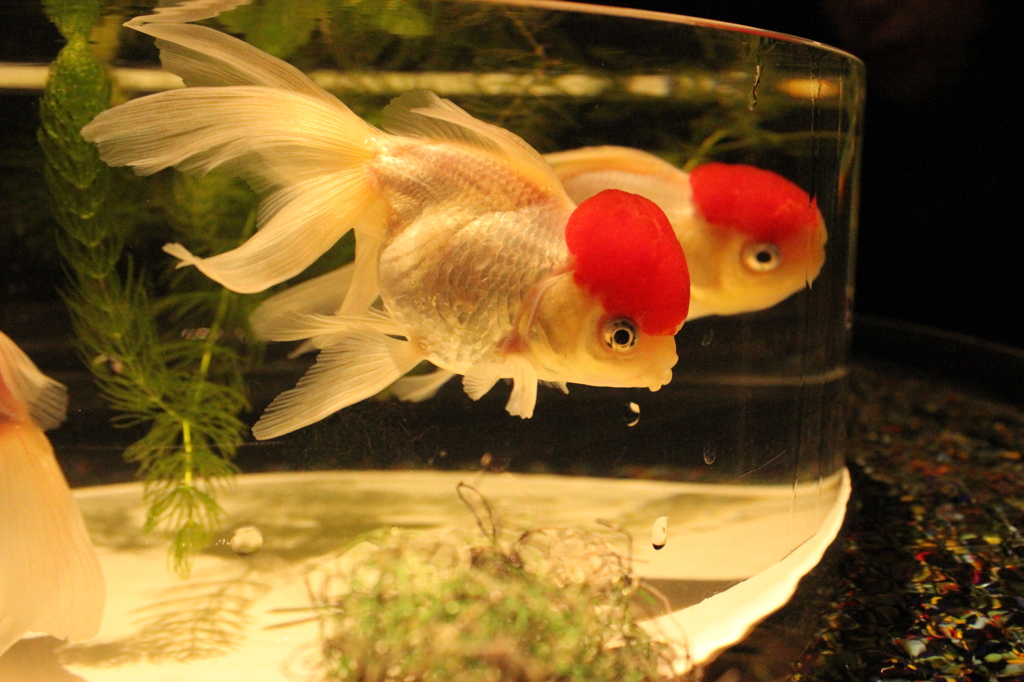 金魚