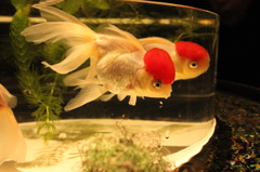 金魚
