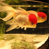 金魚