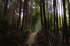 竹林へ