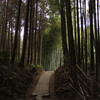 竹林へ