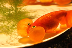 にらめっこ