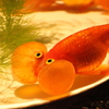 にらめっこ