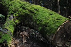 苔の依代