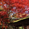 紅