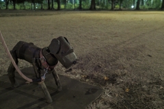 所沢航空記念公園(極寒)