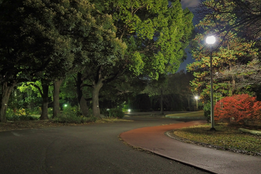 所沢航空記念公園(極寒)