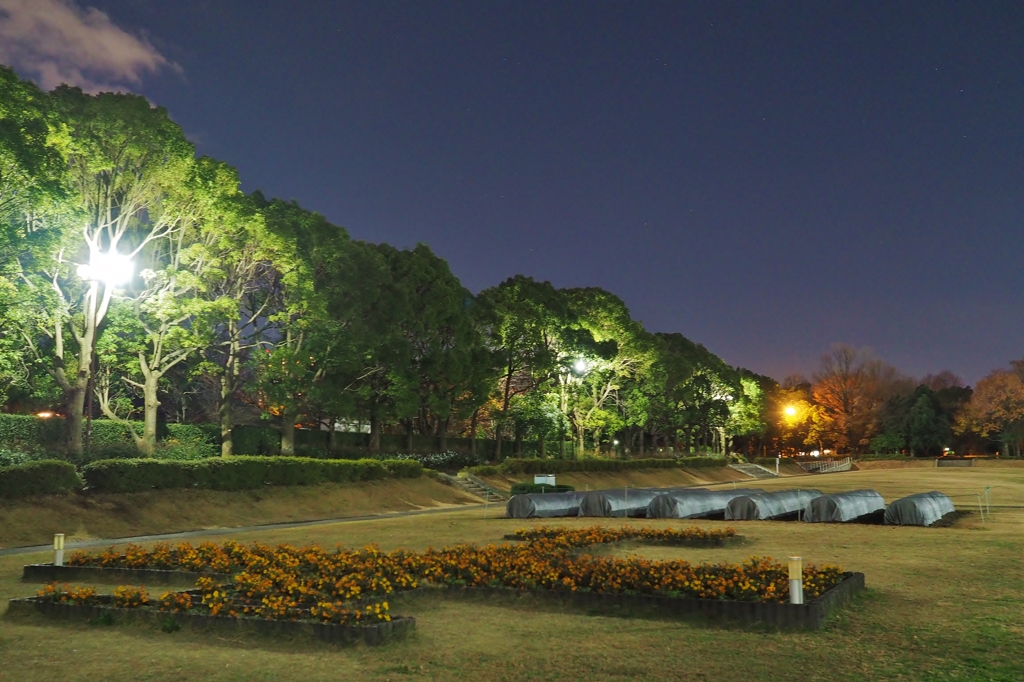 所沢航空記念公園(極寒)