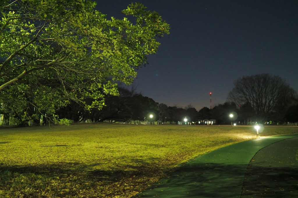 所沢航空記念公園(極寒)