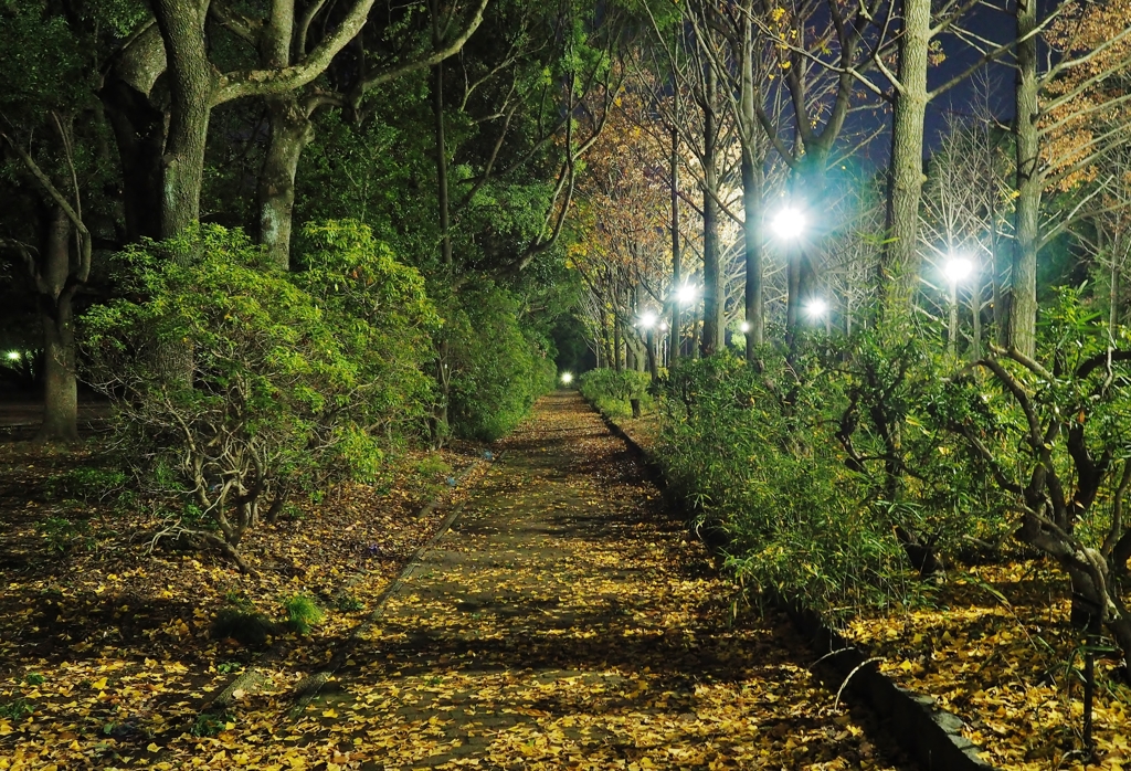 所沢航空記念公園(極寒)