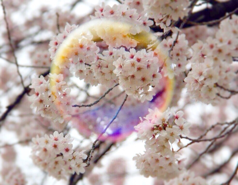 桜とシャボン玉