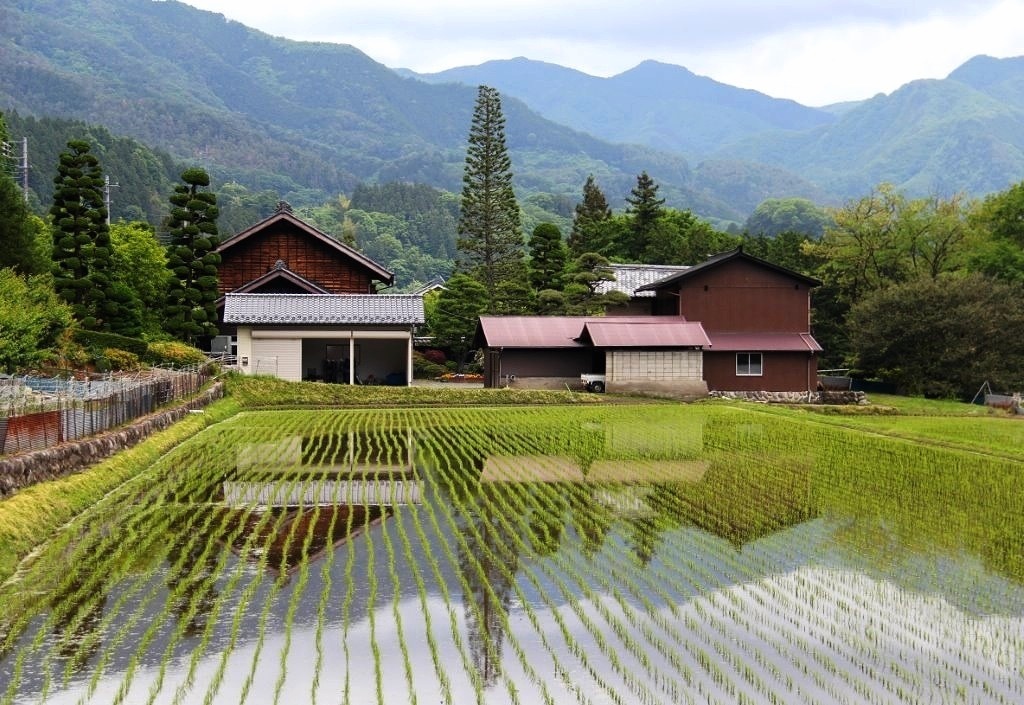 田んぼ