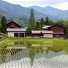 田んぼ