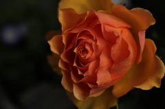 forver rose