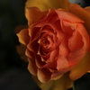 forver rose