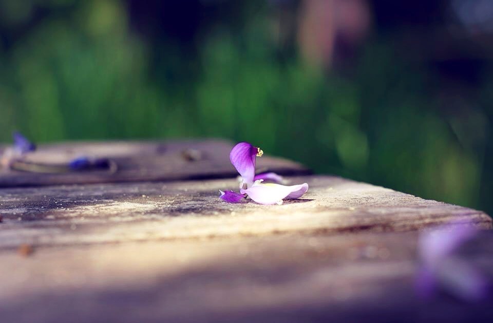 藤の花