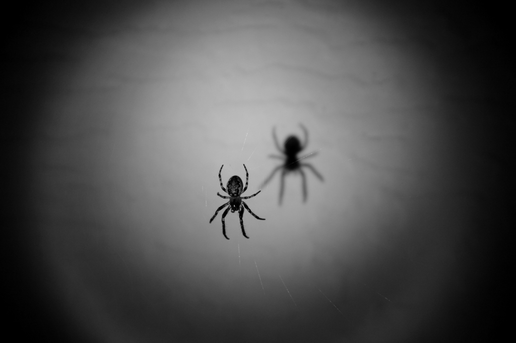 spider