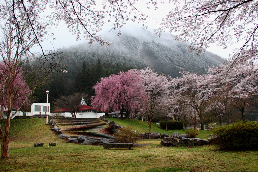 雪山と桜