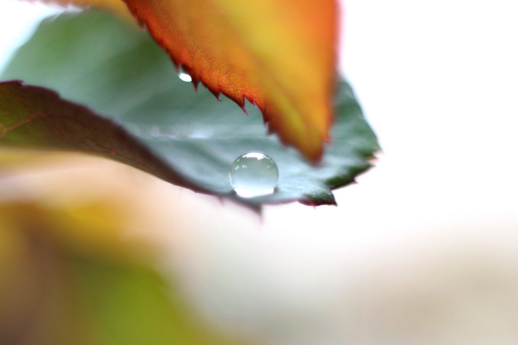 一粒