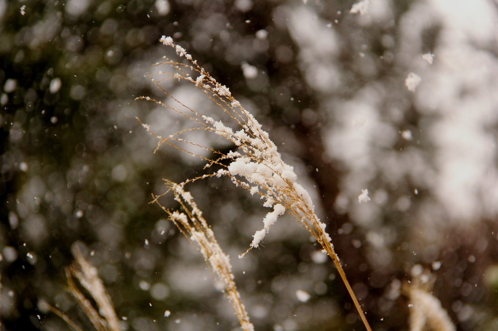 雪やこんこん