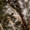 雪やこんこん