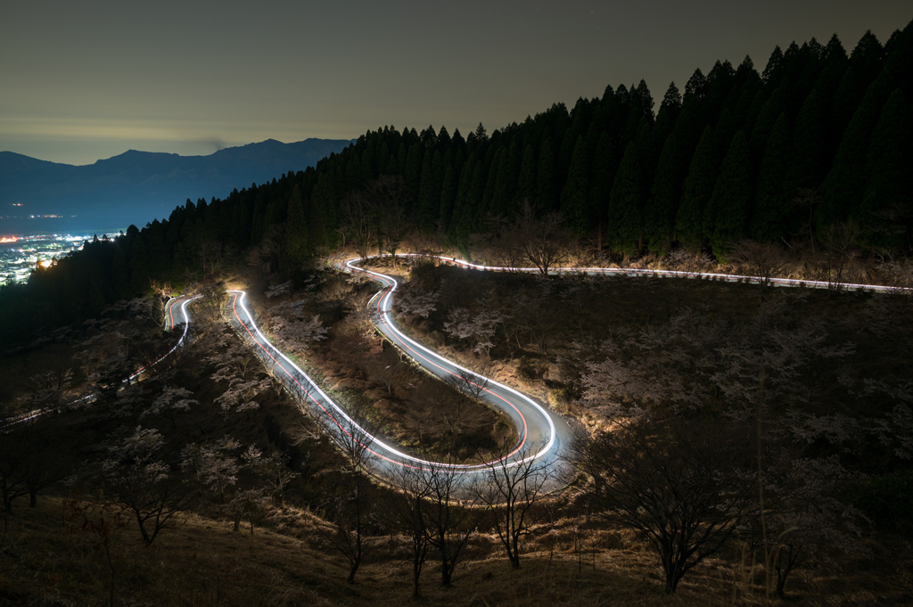 桜の軌跡