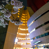 夜桜を撮りに