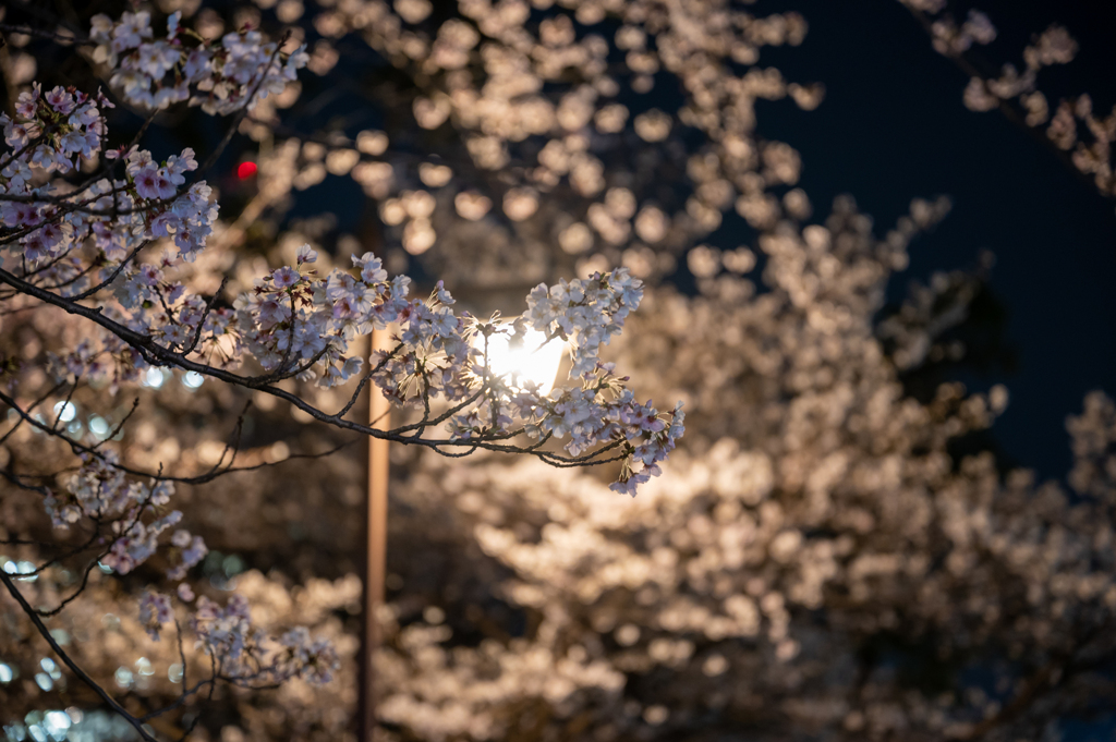 煌めいて夜桜