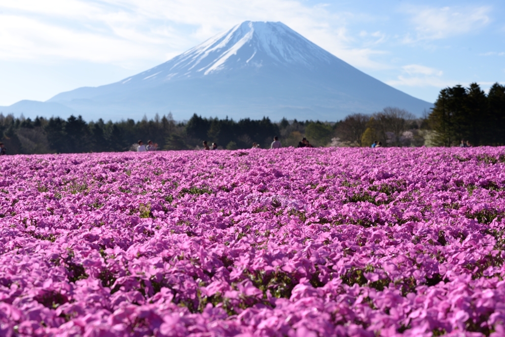 富士と芝桜
