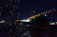 海峡の夜桜
