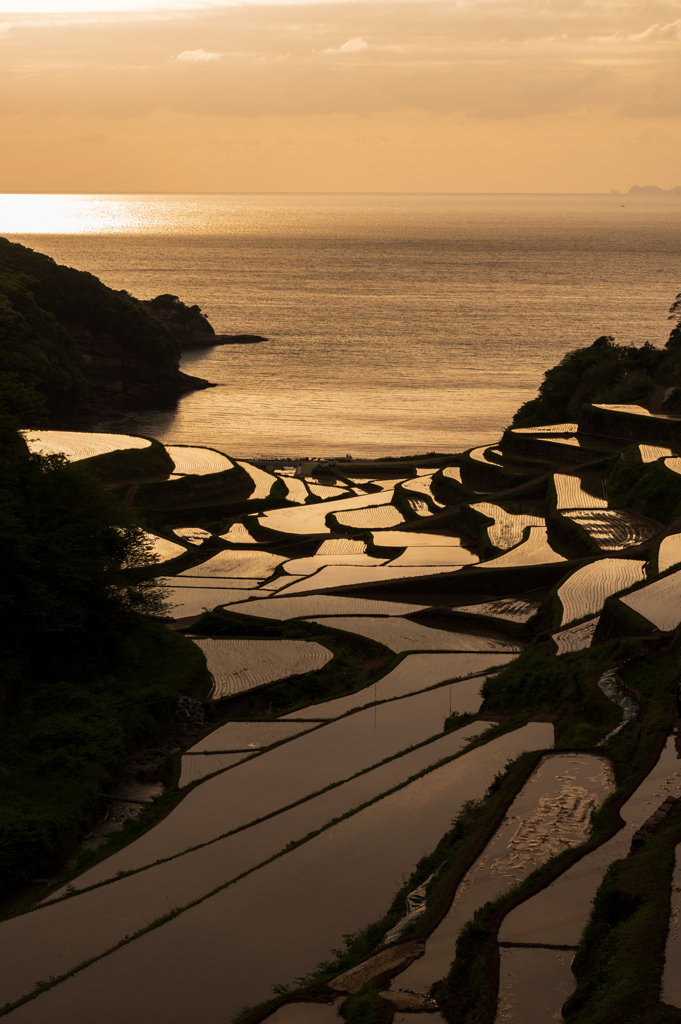 黄金の景色