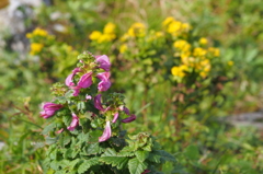 伊吹山の花畑