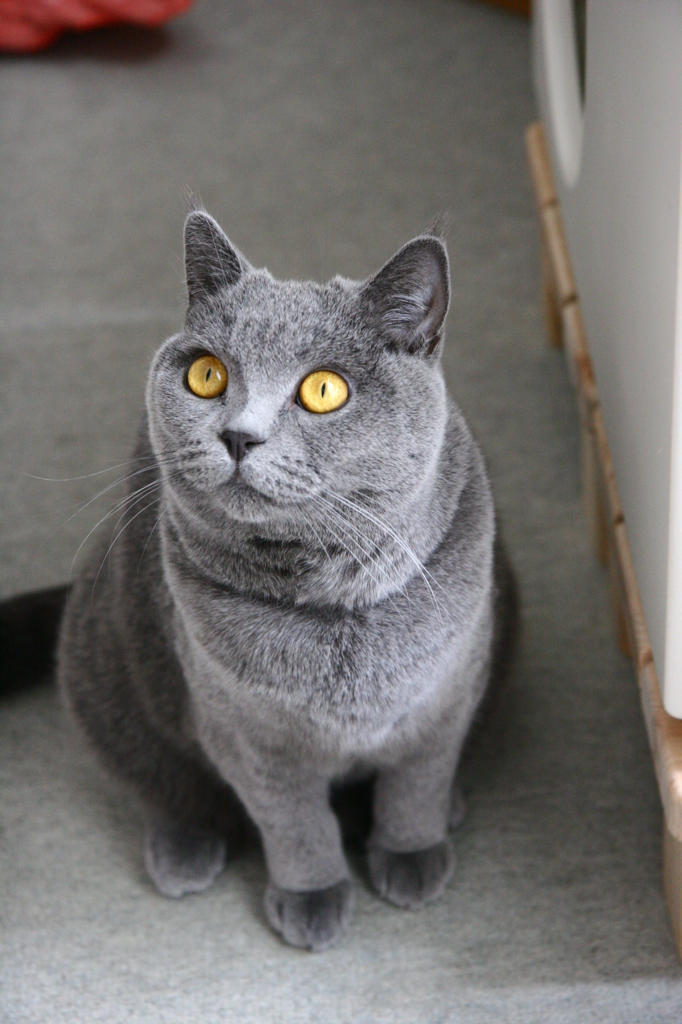 Gray Cat！