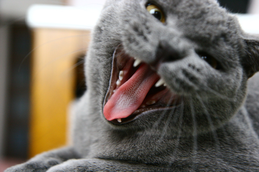 「猛猫注意」