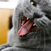 「猛猫注意」