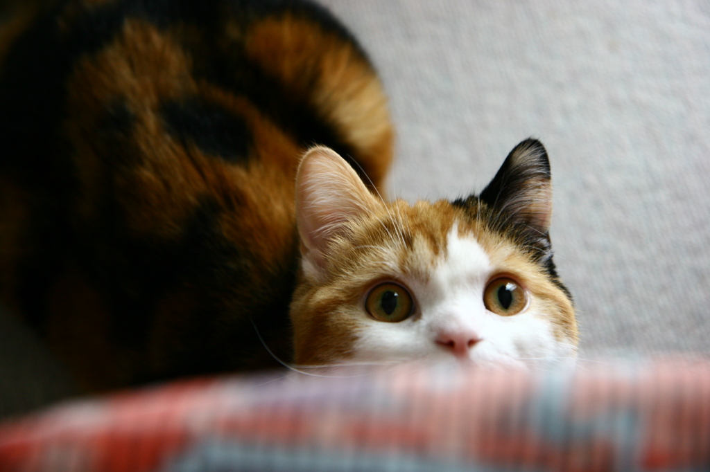 目が合う