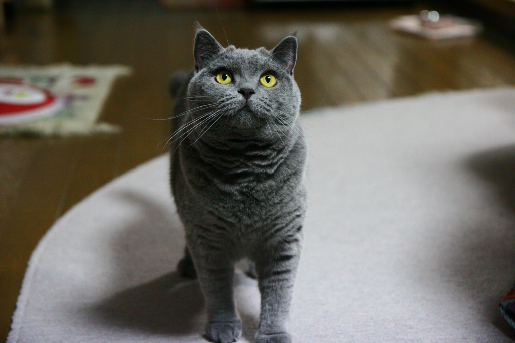 ブリティッシュショートヘア