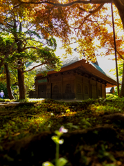 野火止 平林寺