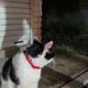 飼猫さん