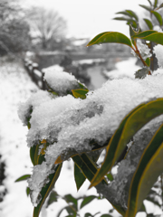 東京も雪降りました！！