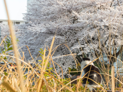 桜猫