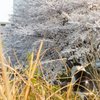 桜猫